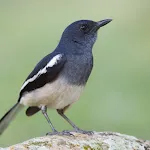 Oriental magpie-robin sounds | Indus Appstore | App Icon