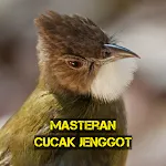 Masteran Cucak Jenggot Gacor | Indus Appstore | App Icon