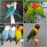 cultivating lovebird | Indus Appstore | App Icon