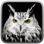 Owl Hunting Journey | Indus Appstore | App Icon