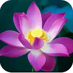 Lotus Wallpaper HD | Indus Appstore | App Icon