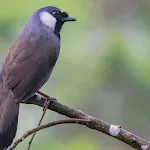 Black-throated Laughingthrush | Indus Appstore | App Icon