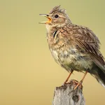 Skylark Bird Sounds | Indus Appstore | App Icon