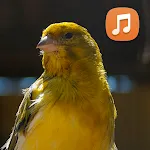 Canário Belga Cantando | Indus Appstore | App Icon