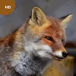 Fox Sounds | Indus Appstore | App Icon