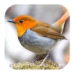 Robin Bird Sounds | Indus Appstore | App Icon