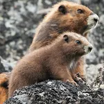 Marmot Sounds | Indus Appstore | App Icon