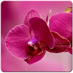 Orchid Flowers Wallpaper | Indus Appstore | App Icon