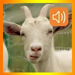 Goat Sounds App | Indus Appstore | App Icon