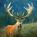 Deer sounds - Hunting Calls | Indus Appstore | App Icon