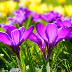 Beautiful Spring Flowers Live  | Indus Appstore | App Icon