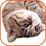 Cats purring | Indus Appstore | App Icon