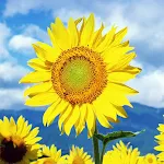 Sunflower Live Wallpaper | Indus Appstore | App Icon