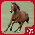 Horse Sounds. beautiful neighs | Indus Appstore | App Icon