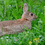 Hares photo wallpaper | Indus Appstore | App Icon