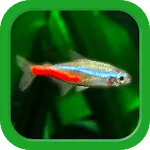 Tropical Aquarium - Mini Aqua | Indus Appstore | App Icon