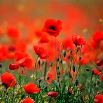 Poppies live wallpaper | Indus Appstore | App Icon