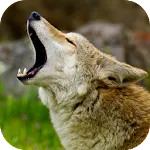 Coyote Sounds | Indus Appstore | App Icon