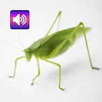 Katydid: Sounds & Ringtones | Indus Appstore | App Icon