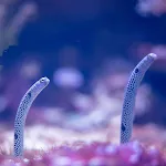 Garden Eel Pet | Indus Appstore | App Icon