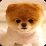 Cute Puppy Wallpaper | Indus Appstore | App Icon