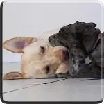 Puppies Video Live Wallpaper | Indus Appstore | App Icon