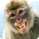 Animals Laughing Stickers | Indus Appstore | App Icon