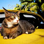 Cute Theme-Cat on a Car- | Indus Appstore | App Icon