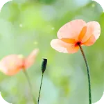 Spring Flower Live Wallpaper | Indus Appstore | App Icon