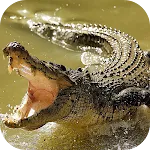 Crocodile Wallpapers | Indus Appstore | App Icon