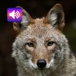 Animal: Sounds & Ringtones | Indus Appstore | App Icon