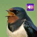 Swallow: Sounds & Ringtones | Indus Appstore | App Icon