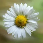 Daisy Wallpapers | Indus Appstore | App Icon