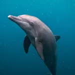 Dolphin (Animal) Sounds | Indus Appstore | App Icon