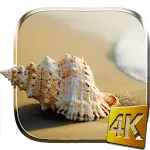 Sea Shell 4K Live Wallpaper | Indus Appstore | App Icon