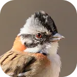 Bird songs of TicoTico | Indus Appstore | App Icon