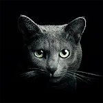 Find a Cat | Indus Appstore | App Icon