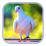 Cute Pigeon wallpaperapp icon