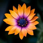 Flower Wallpapers | Indus Appstore | App Icon