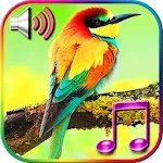 Birds Sound Ringtones | Indus Appstore | App Icon