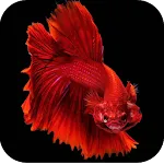 Betta Fish Wallpapers 4K | Indus Appstore | App Icon