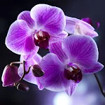 Orchids Live Wallpaper | Indus Appstore | App Icon