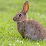 Rabbit Sounds | Indus Appstore | App Icon