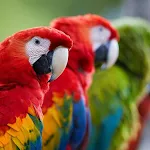 Macaw Sounds | Indus Appstore | App Icon