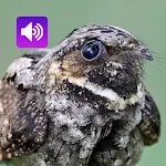 Whippoorwill Bird: Sounds | Indus Appstore | App Icon