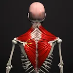 Anatomy by Muscle & Motion | Indus Appstore | App Icon