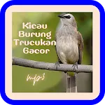 Kicau Burung Trucukan Gacor | Indus Appstore | App Icon