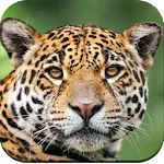 Wild Animal Wallpaper 4K | Indus Appstore | App Icon