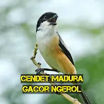 Cendet Madura Gacor Ngerol | Indus Appstore | App Icon