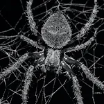 Spider Wallpapers | Indus Appstore | App Icon